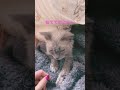 おねんねあくしゅ🍀 ラパーマ 猫 ブリーダー直販