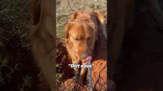 My home has…side eyes, dirt nose \u0026 a guilty smile! 😂 #goldenretriever #funny #trending