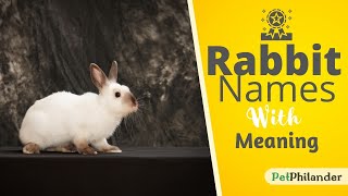 20 Most Popular Rabbit Names For Your New Bunny ! Cute Bunny Names ! Best Pet Names