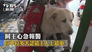 【TVBS】拉不拉多犬認錯主人上錯車！飼主心急報警