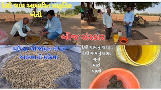 ઘઉં માં બીજામૃત નો પટ આપવાની રીત #farming #neturalfarming #prakrutikkheti #desicow #bijsanskar