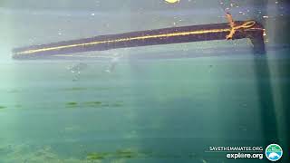 Homosassa Underwater Manatee Camera