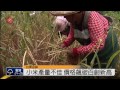 台東栽種有機小米 價格破百創新高 2014 05 30 titv 原視新聞