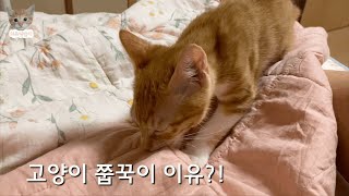 고양이 쭙쭙이+꾹꾹이 하는 이유는?