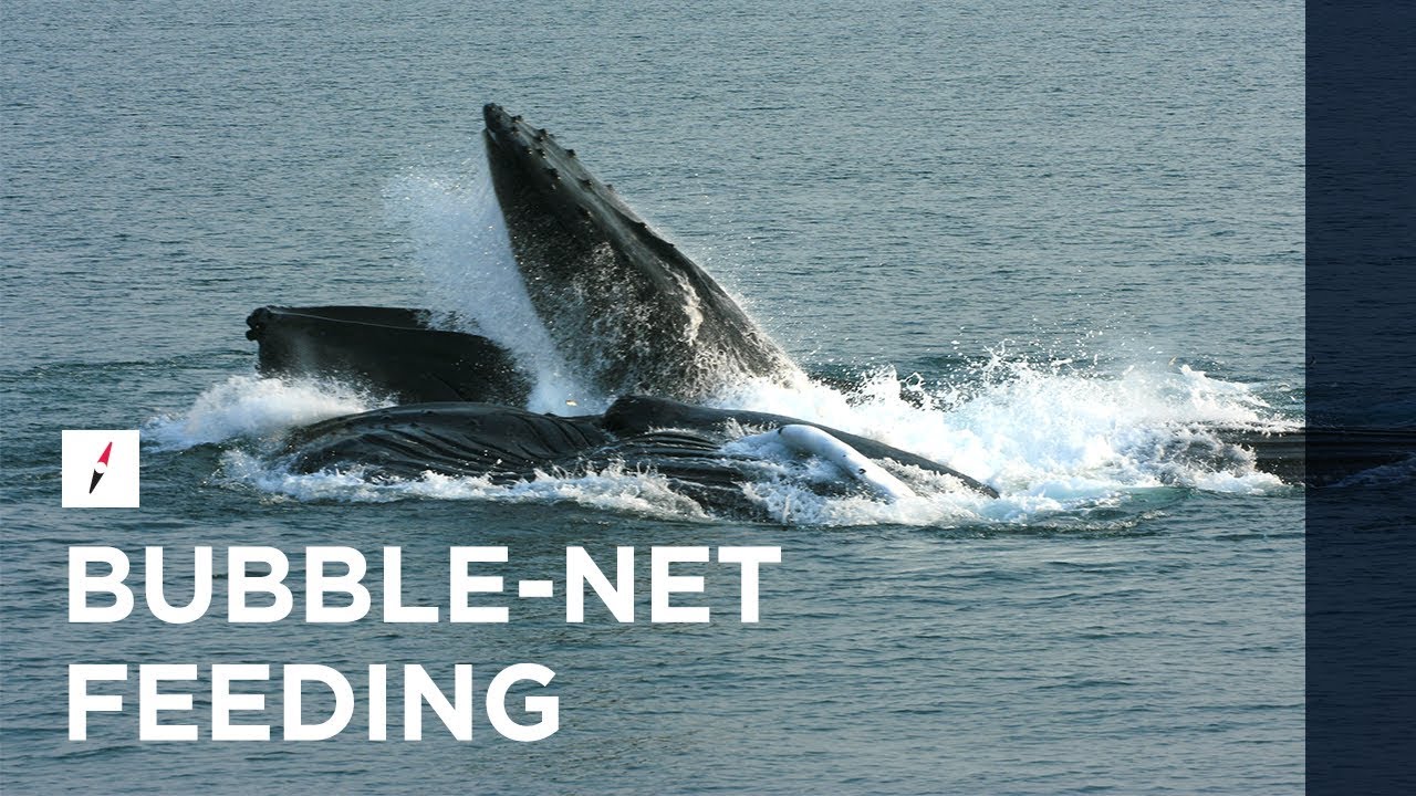 Kenai Fjords Tours Bubble Net Feeding Youtube