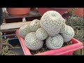 cactus clumps in my collection clumping cactus cluster part 2