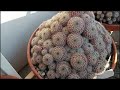 cactus clumps in my collection clumping cactus cluster part 2