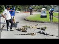 Giant Trespassing Iguanas Take Over Miami-Dade College Campus! Iguana Hunting Removal Challenge!