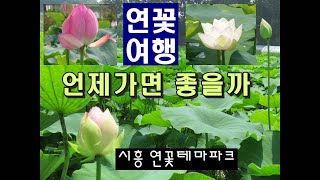 연꽃여행 언제가면 좋을까. 시흥 연꽃테마파크. 관곡지 연꽃.