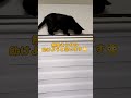 【困る黒猫】カーテンレールの前が行き止まり