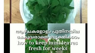 How to keep mint leaves fresh for weeks പുതിന ഇല ആഴ്ചകളോളം കേടുവരാതെ സൂക്ഷിക്കാം