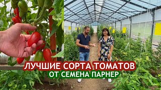 Лучшие томаты на площадке Агрофирмы «Семена Партнёр»