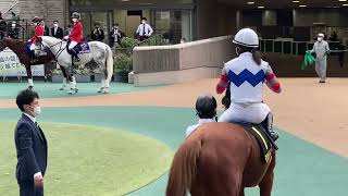 東京競馬　パドック　今村聖奈騎手とテンハッピーローズ（11R オーロC）2022.11.13