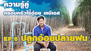 ปลูกอ้อยปลายฝนดีอย่างไร