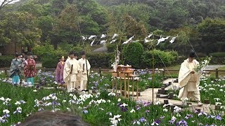 ２０１８宮地嶽神社　江戸菖蒲・初刈神事～風景！（江戸菖蒲まつり）