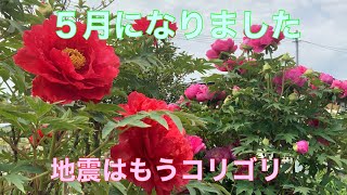 まるおの母　まるこの宿根草と低木の庭　2021 05 01 五月のスタートは、宮城沖地震から😱　午前中は、花見日和。午後から雨がチラチラ。牡丹が綺麗です。