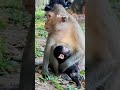 កូនស្វានៅប្រាសាទបាយ័ន. monkey cambodia youtubeshorts live youtubevideo bayon angkorwat