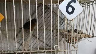 # 32 Meditación por huevos claros