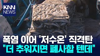 저수온 피해 우려... 180만 마리 긴급 대피 / KNN