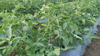 tomato 🍅 plot Athrav 30 days, treated by Vyanktesh Agro mall 👍