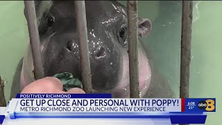 8News gets behind-the-scenes look at new Poppy the pygmy hippo experience