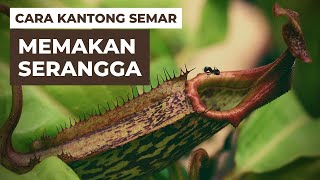 Cara Kantong Semar Memakan Serangga