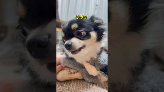 キレてるチワワのおもちゃを触ってみた #chihuahua #dog