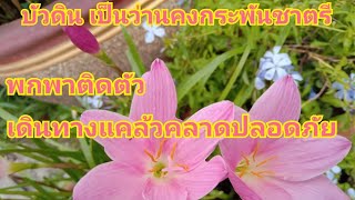 บัวดิน/ว่านขุนแผนสะกดทัพ(เป็นว่านคงกระพันชาตรี)