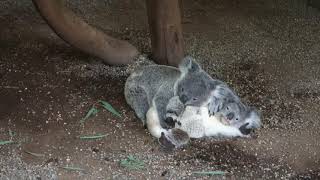 コアラの赤ちゃん同士のじゃれあいが可愛すぎた... koala