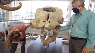 Secrets of the Mastodon on the Illinois Prairie