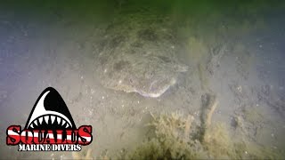 SMITHTOWN NY ARTIFICIAL REEF BARGE III - SQUALUS MARINE DIVERS