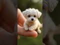 cute bichon frisé shorts viralshorts ytshorts animals pets