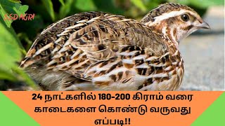 24 நாட்களில் 180-200 கிராம் வரை காடைகளை கொண்டு வருவது எப்படி / How to raise quails to 180-200 gms