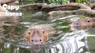 大好きなおやつの音ゴロゴロ♪～すぐに気づくカピバラさん接近中w。-The sound of capybara's favorite food  神戸どうぶつ王国