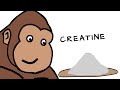 Creatine Explained By Ape 