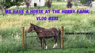 We have a horse at the hobby farm; Vlog #232