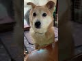 君が見せる仕草早くお部屋行きたいワン 柴犬 ミックス犬