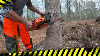 Homeowner cutting trees on the Homestead - PLUS - family time in the forest