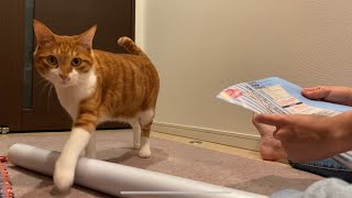 猫ガリガリ防止の保護フィルム貼り直しを試みたら…