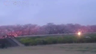 熊谷 堤桜 2016 花見