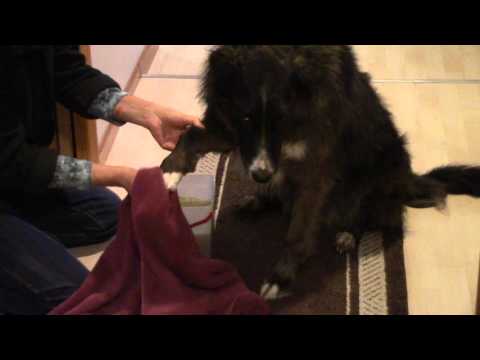 Muddy Paws - Simple Way to Clean a Dog's Paws Muddy Paws - Simple Way to Clean a Dog's Paws