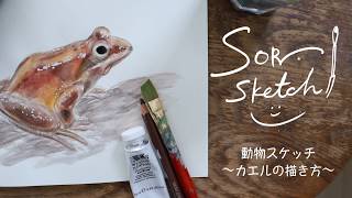 【どうぶつスケッチ】 とんがり帽子で描く「 エゾアカガエル 」 - 絵本作家そら 【札幌市円山動物園】