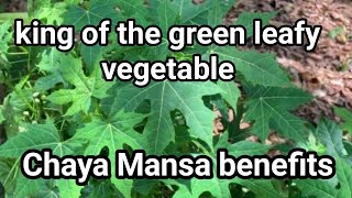 Health benefits of Chayamansa | king of the green leaves