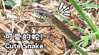 I Spotted this Cute Snake!! (Herping Vlog)