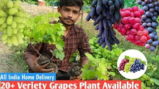 20+ किस्म के अंगूर के पौधे उपलब्ध हैं /Grapes plant available/All India Home Delivery/7318995023