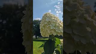 🌾 ความสวยงามของดอกไฮเดรนเยียสีขาว #ดอกไฮเดรนเยีย #hydrangea #flowers  #viralvideo #youtubeshorts