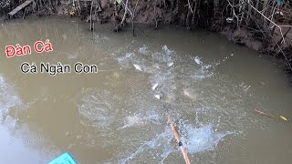 Đàn Cá Óc Cục Nổi Cá Ngàn Con Bóp 1 Cái Trắng Dã | Kích Cá Miền Tây | Catch Fish