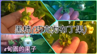 終於大來花了！「巧克力布丁果(黑柿)」！ 2023年5月5日