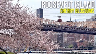 ⁴ᴷ Roosevelt Island NYC Cherry Blossoms 2022 🌸 New York City Spring Walk (April 4, 2022)