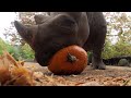 rhinos king and jozi have a gourd time with fall pumpkins